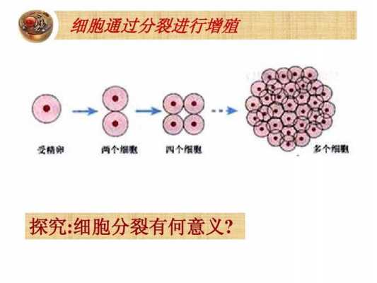 包含增殖分化过程的词条-图1