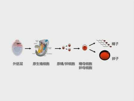 包含增殖分化过程的词条-图2