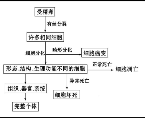 包含增殖分化过程的词条-图3