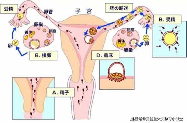 女性受精过程图（受精过程女生会有什么症状吗?）-图2