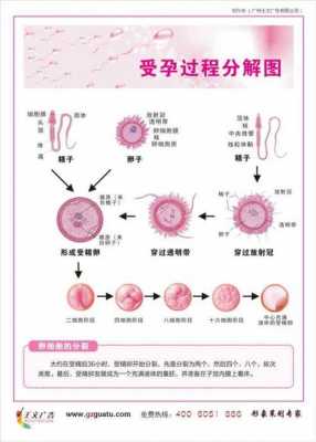 女性受精过程图（受精过程女生会有什么症状吗?）-图3