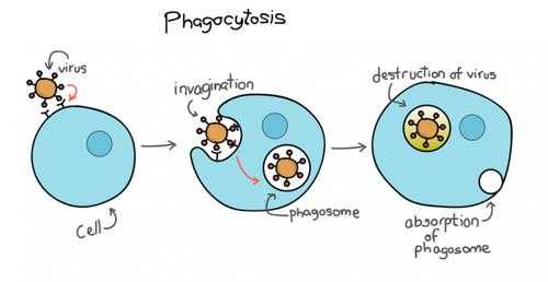 吞噬作用的过程（吞噬作用的过程包括）-图1