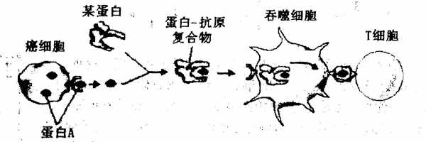 吞噬作用的过程（吞噬作用的过程包括）-图3