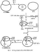 分泌蛋白合成过程追踪（分泌蛋白的合成过程简述）-图2