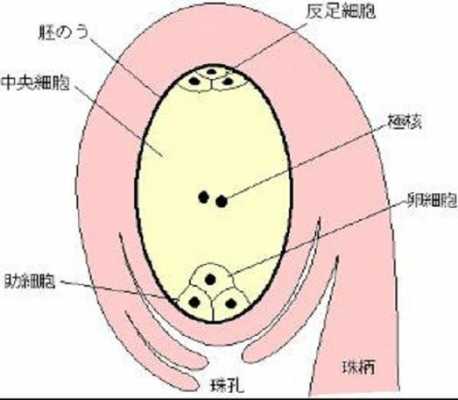 胚囊的形成的过程（胚囊的形成的过程图）-图1