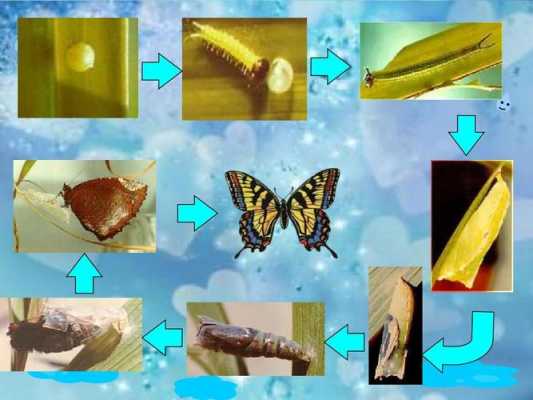 孵化蝴蝶的过程（孵化蝴蝶的过程图片）-图3