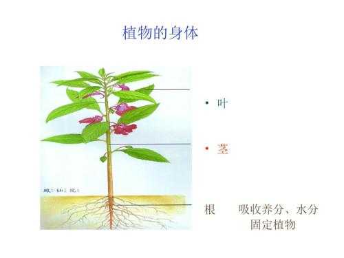 茎的次生生长过程（茎的次生生长过程图解）-图1