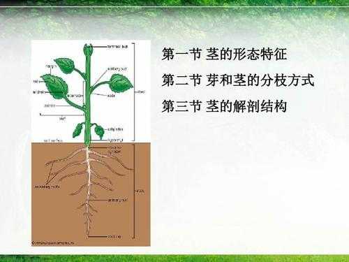 茎的次生生长过程（茎的次生生长过程图解）-图3