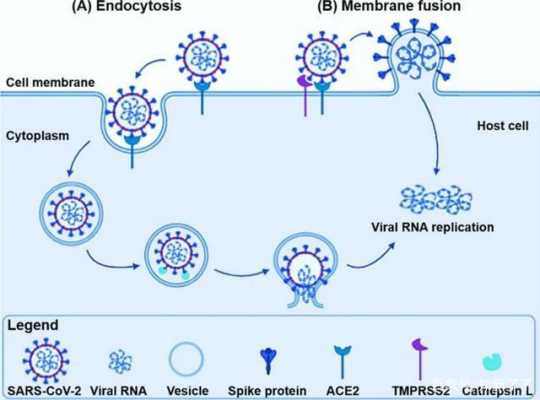 病毒进入机体的过程（病毒进入机体的过程是什么）-图2