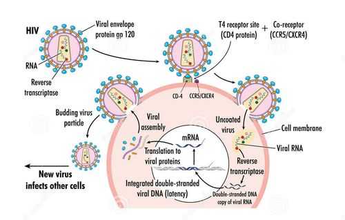 病毒进入机体的过程（病毒进入机体的过程是什么）-图3