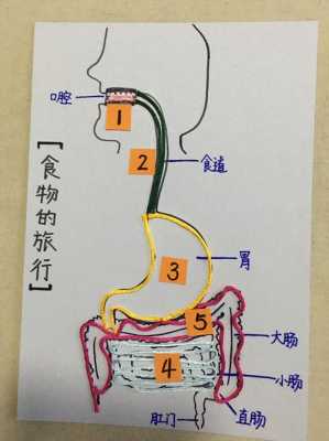 食物的旅程过程（食物的旅程过程怎么写）-图1