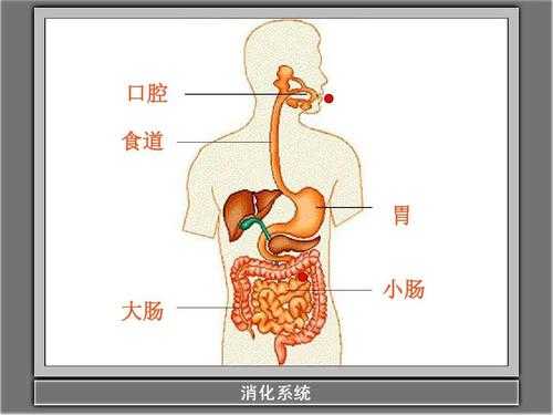 食物的旅程过程（食物的旅程过程怎么写）-图2