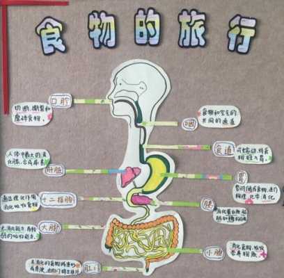 食物的旅程过程（食物的旅程过程怎么写）-图3