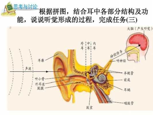 在听觉的形成的过程（听觉的形成的过程不属于反射是因为）-图1