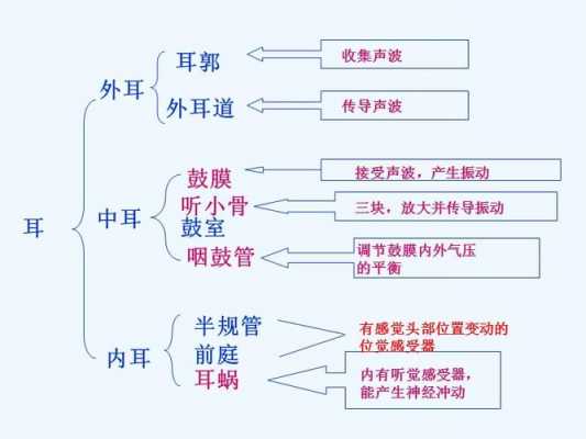 在听觉的形成的过程（听觉的形成的过程不属于反射是因为）-图3