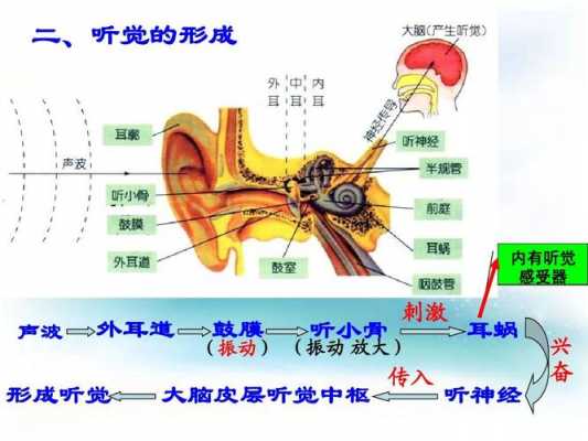 在听觉的形成的过程（听觉的形成的过程不属于反射是因为）-图2