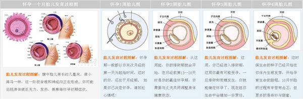 孕育小孩过程（孕育小孩的大致流程）-图3