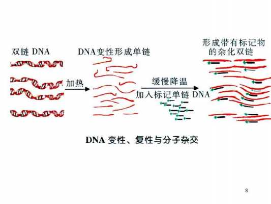 关于分子杂交过程的信息-图1