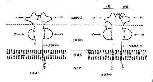 mhc分子参与的过程（MHC不直接参与下列哪一过程）-图1