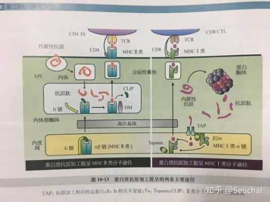 mhc分子参与的过程（MHC不直接参与下列哪一过程）-图2