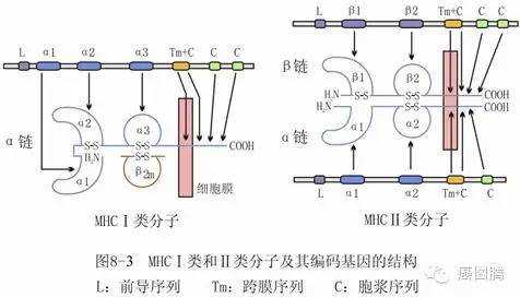 mhc分子参与的过程（MHC不直接参与下列哪一过程）-图3