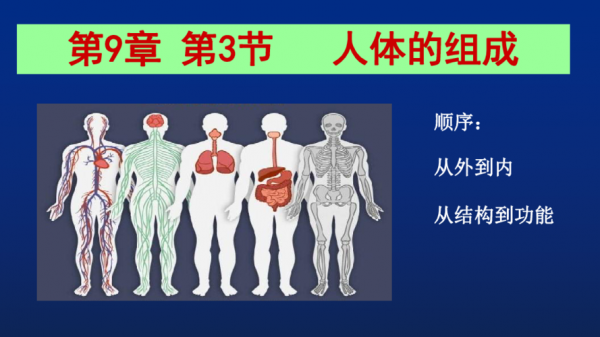 人体的产生过程（人体的产生过程是什么）-图3