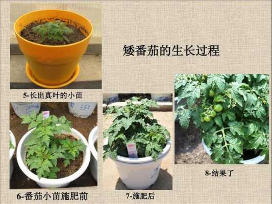 番茄的长大过程（番茄长大过程图片）-图3