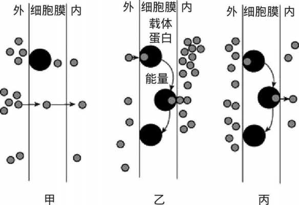 载体运输过程（载体运输过程包括哪些）-图1