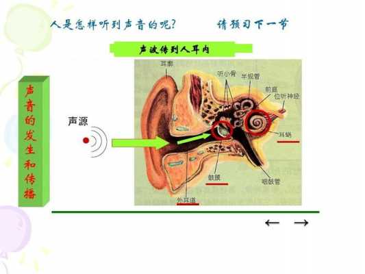 耳朵声音过程（耳朵声音是怎样产生的）-图1