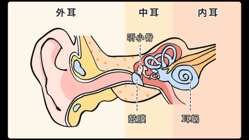 耳朵声音过程（耳朵声音是怎样产生的）-图2