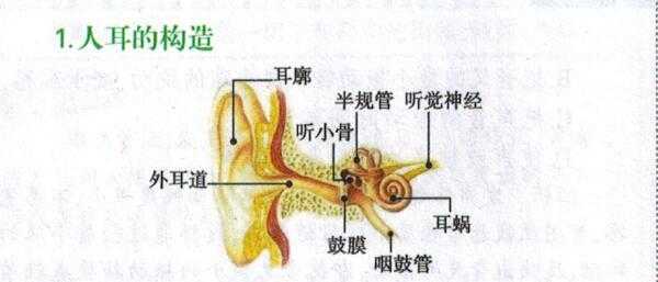 耳朵声音过程（耳朵声音是怎样产生的）-图3