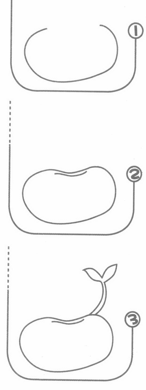 黄豆发芽过程简画（黄豆发芽过程的简笔画）-图3