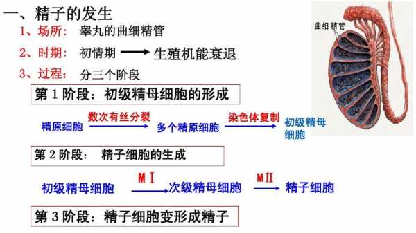 高中精子的形成过程的简单介绍-图3