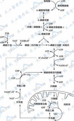 糖异生全部过程（糖异生过程中nadh+h+来源有）-图1