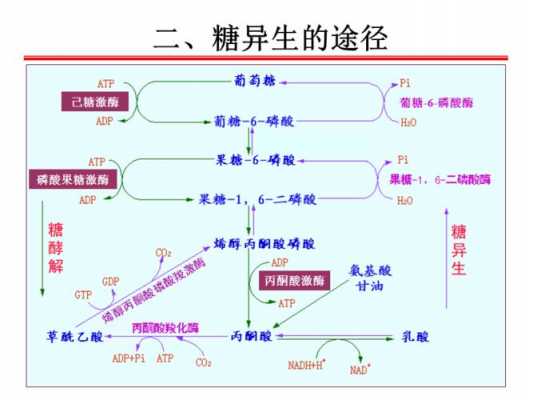 糖异生全部过程（糖异生过程中nadh+h+来源有）-图2