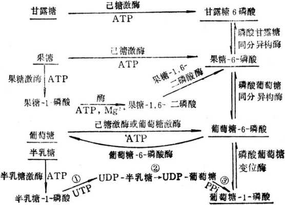 单糖形成过程（单糖的形成过程）-图2