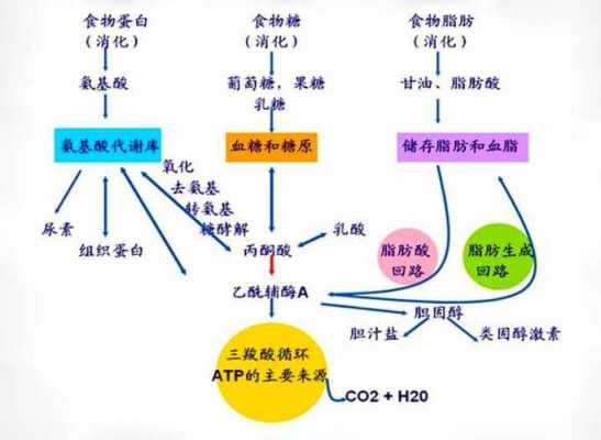 糖类的消化过程详情（糖类的消化过程图）-图2