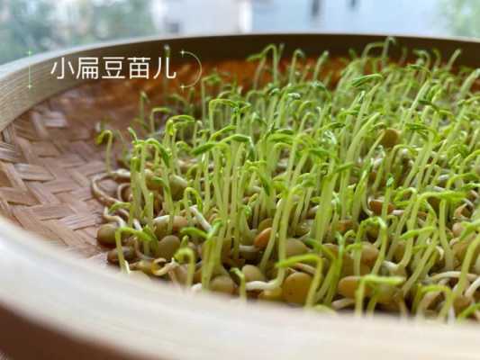 豆宝宝发芽过程（豆宝宝发芽记）-图3