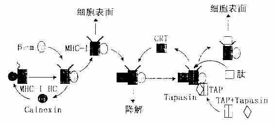 抗原的呈递过程（抗原呈递过程基因降低）-图2