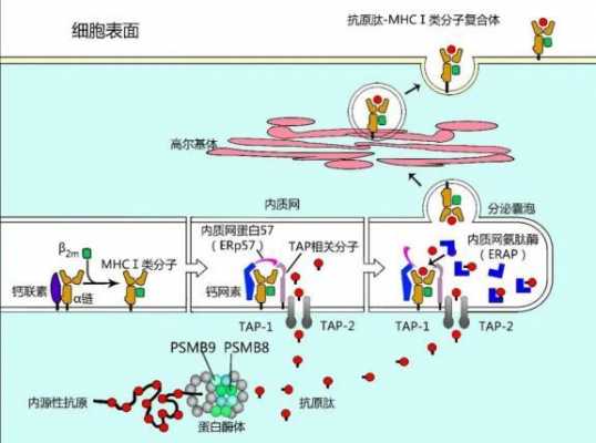 抗原的呈递过程（抗原呈递过程基因降低）-图1