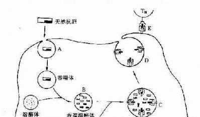 抗原的呈递过程（抗原呈递过程基因降低）-图3