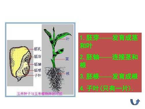 子叶发育过程为（子叶发育成了什么）-图3