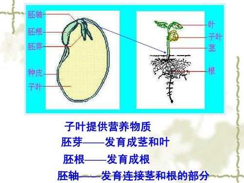 子叶发育过程为（子叶发育成了什么）-图2