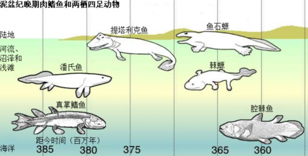 远古鱼类的进化过程（远古鱼类的进化过程是什么）-图1