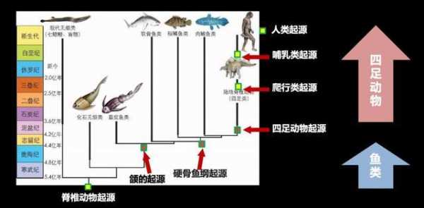 远古鱼类的进化过程（远古鱼类的进化过程是什么）-图2