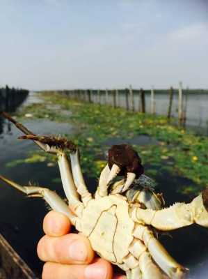 阳澄湖大闸蟹生长过程（阳澄湖大闸蟹生长过程视频图）-图3