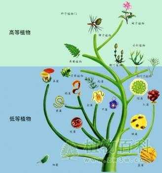 植物变形过程图解（植物变化图片欣赏）-图1