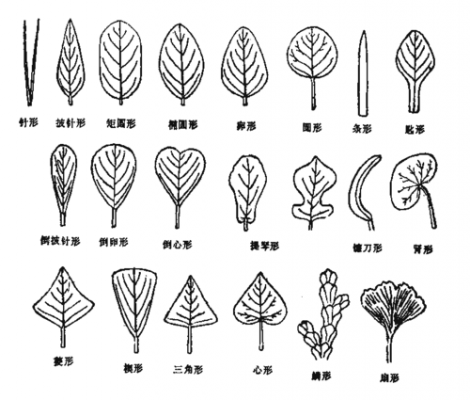 植物变形过程图解（植物变化图片欣赏）-图2