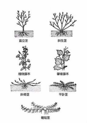 植物变形过程图解（植物变化图片欣赏）-图3