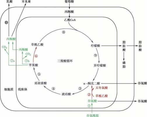 体内代谢氨反应过程（体内代谢氨反应过程图解）-图2